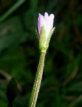 Epilobium parviflorum